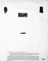 Macrodiplodiopsis desmazieri image